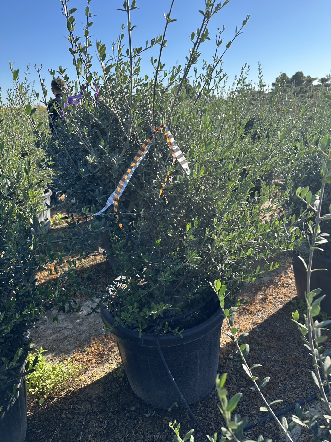 oliveH0.5-2-120,000