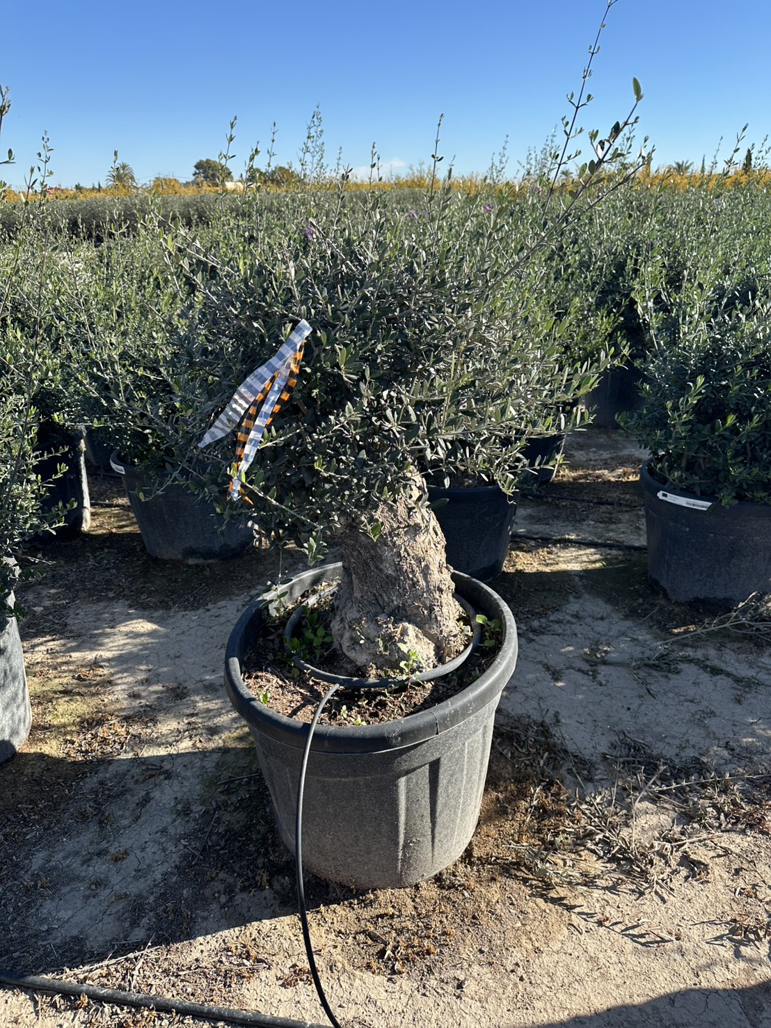 oliveH0.5-5-120,000