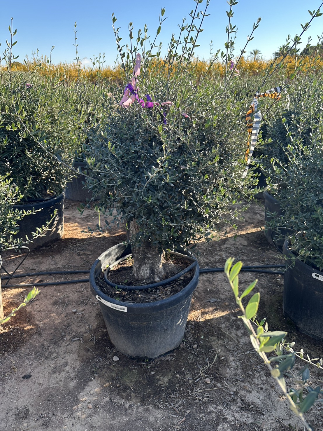 oliveH0.5-7-120,000