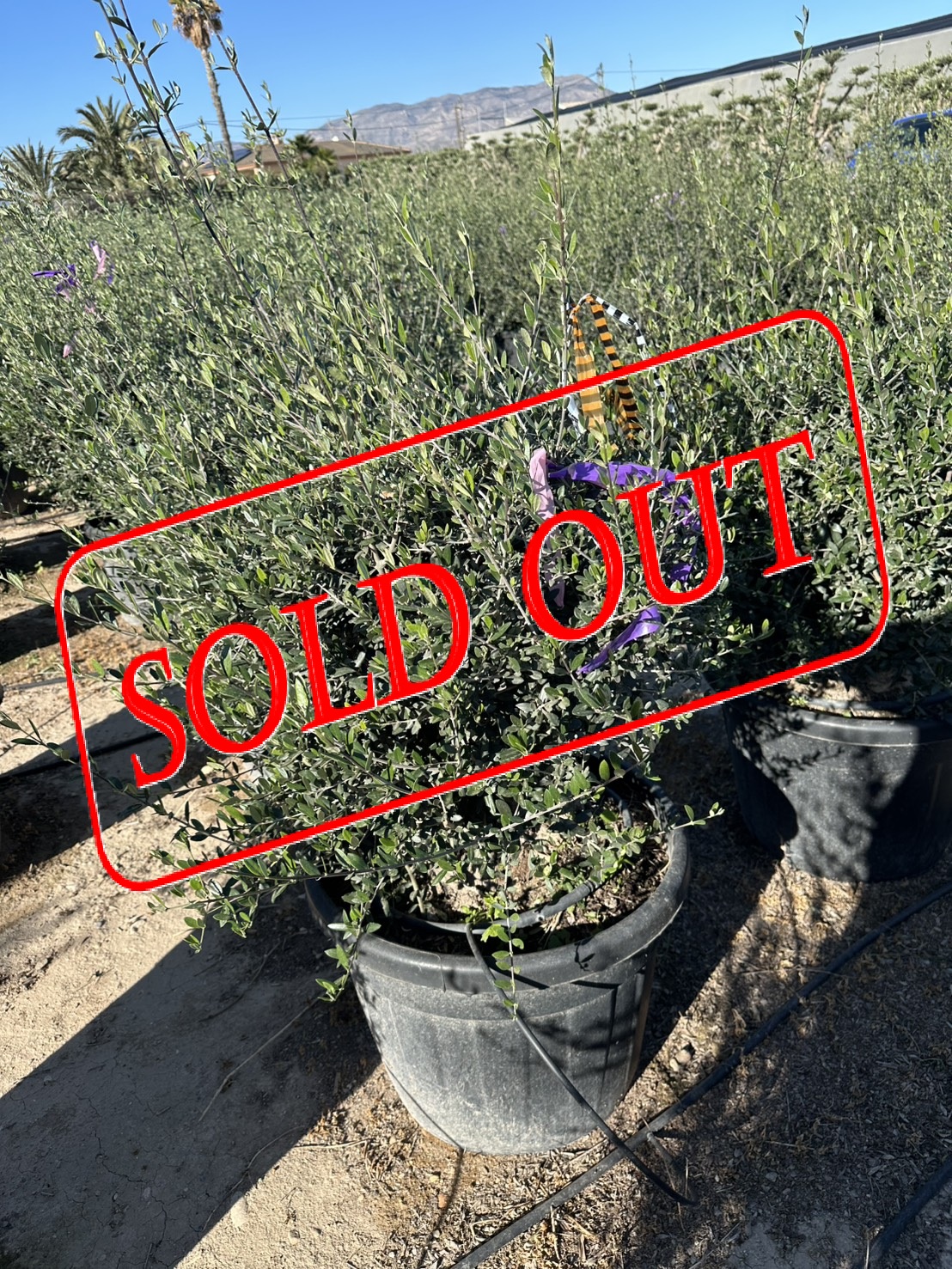 olive-28-sold-out