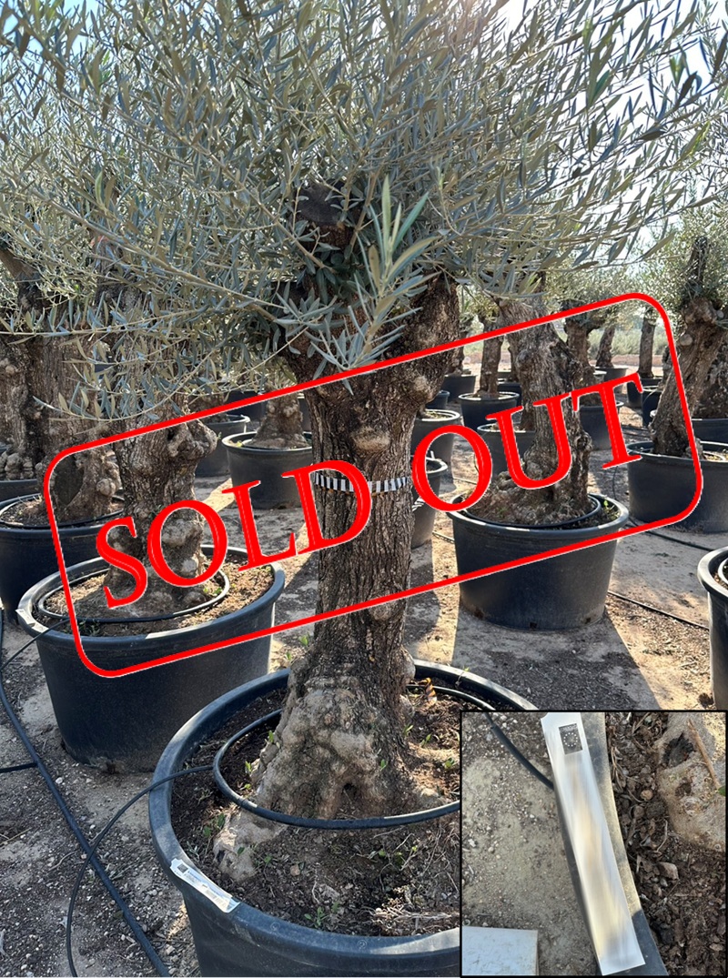 olive17-sold-out