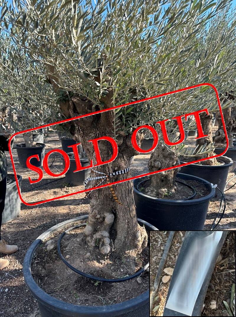 olive18-sold-out