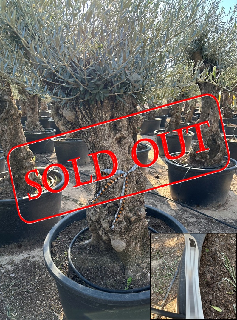 olive19-sold-out
