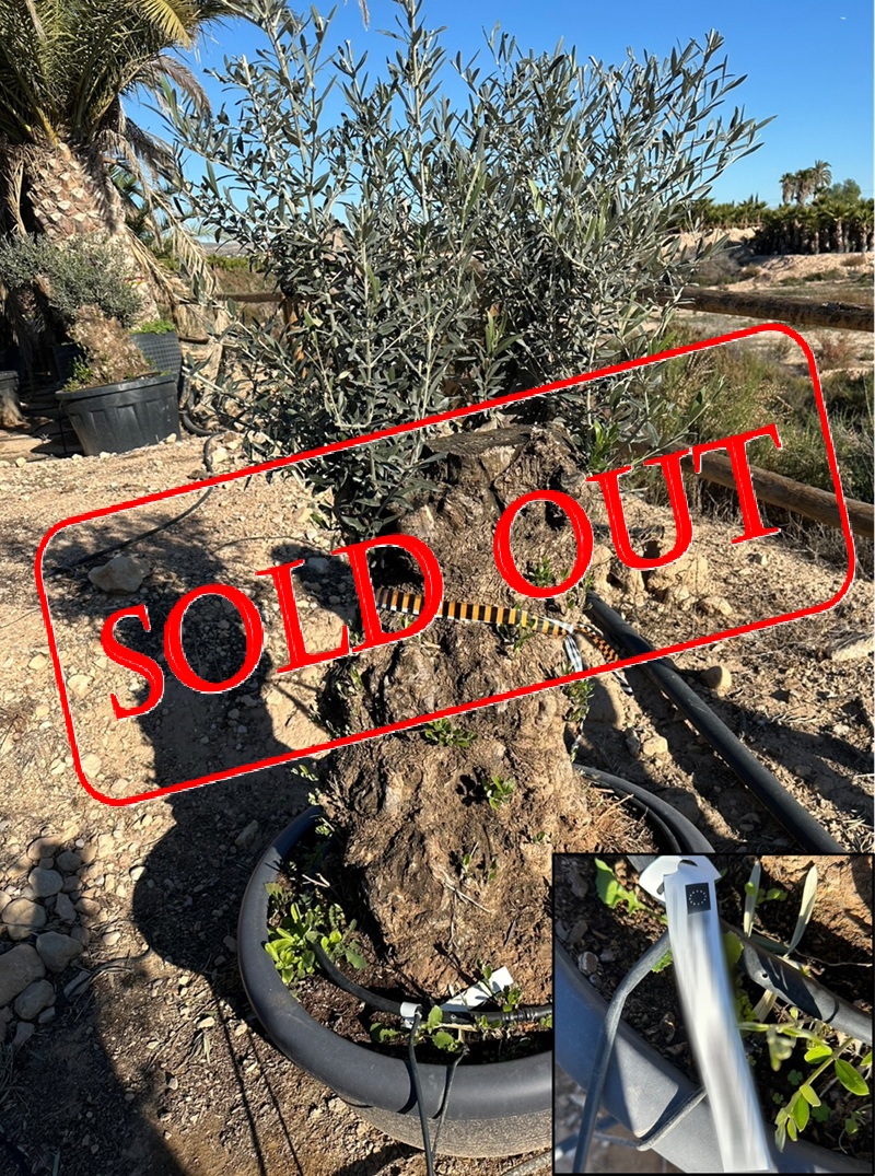 olive23-sold-out
