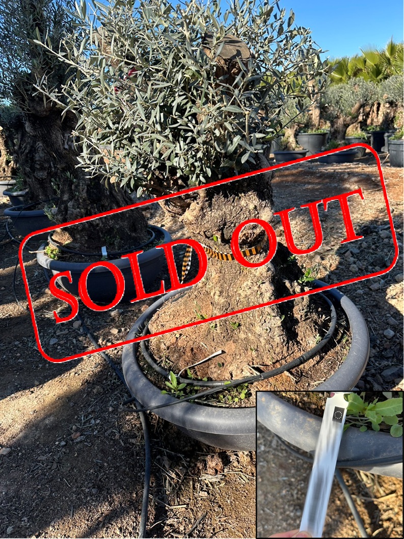 olive25-sold-out