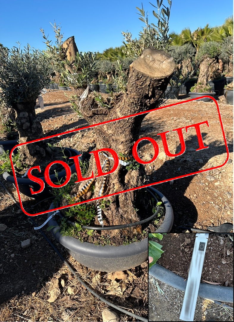 olive26-sold-out