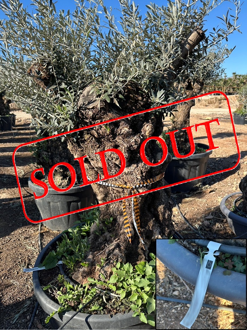olive27-sold-out