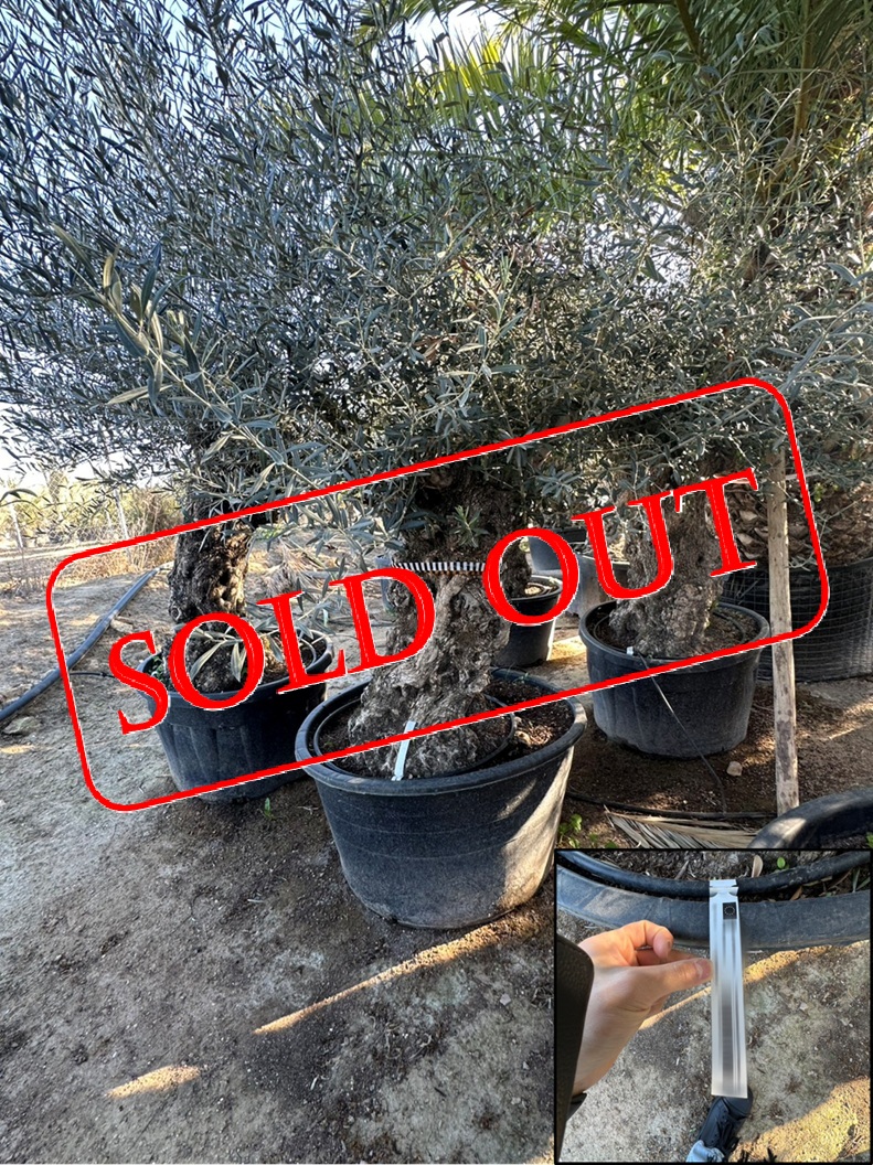 olive5-sold-out