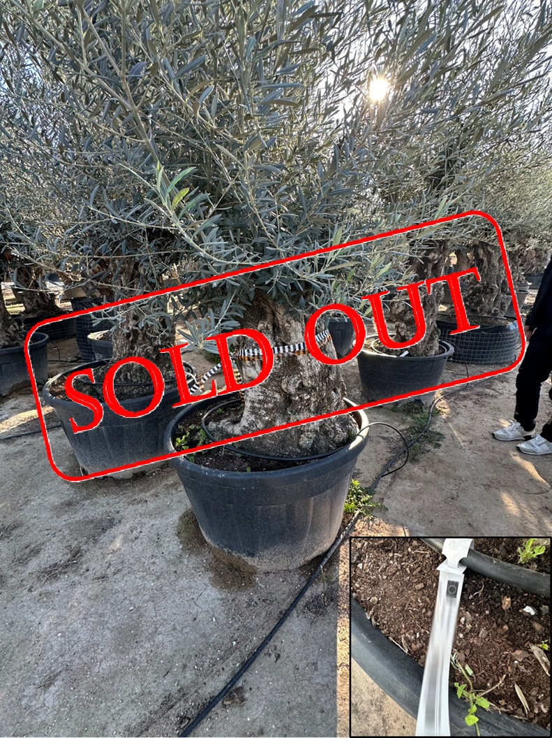 olive6-sold-out