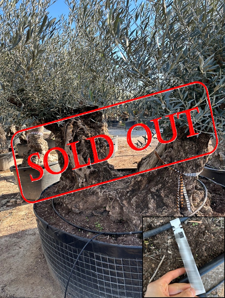 olive8-sold-out