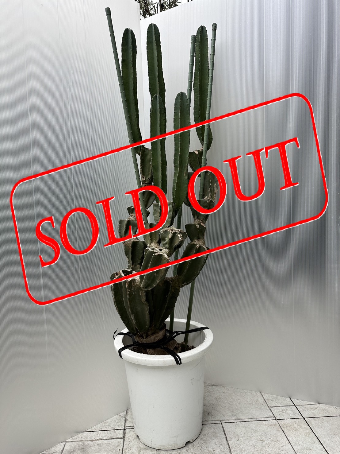 8-sold-out　