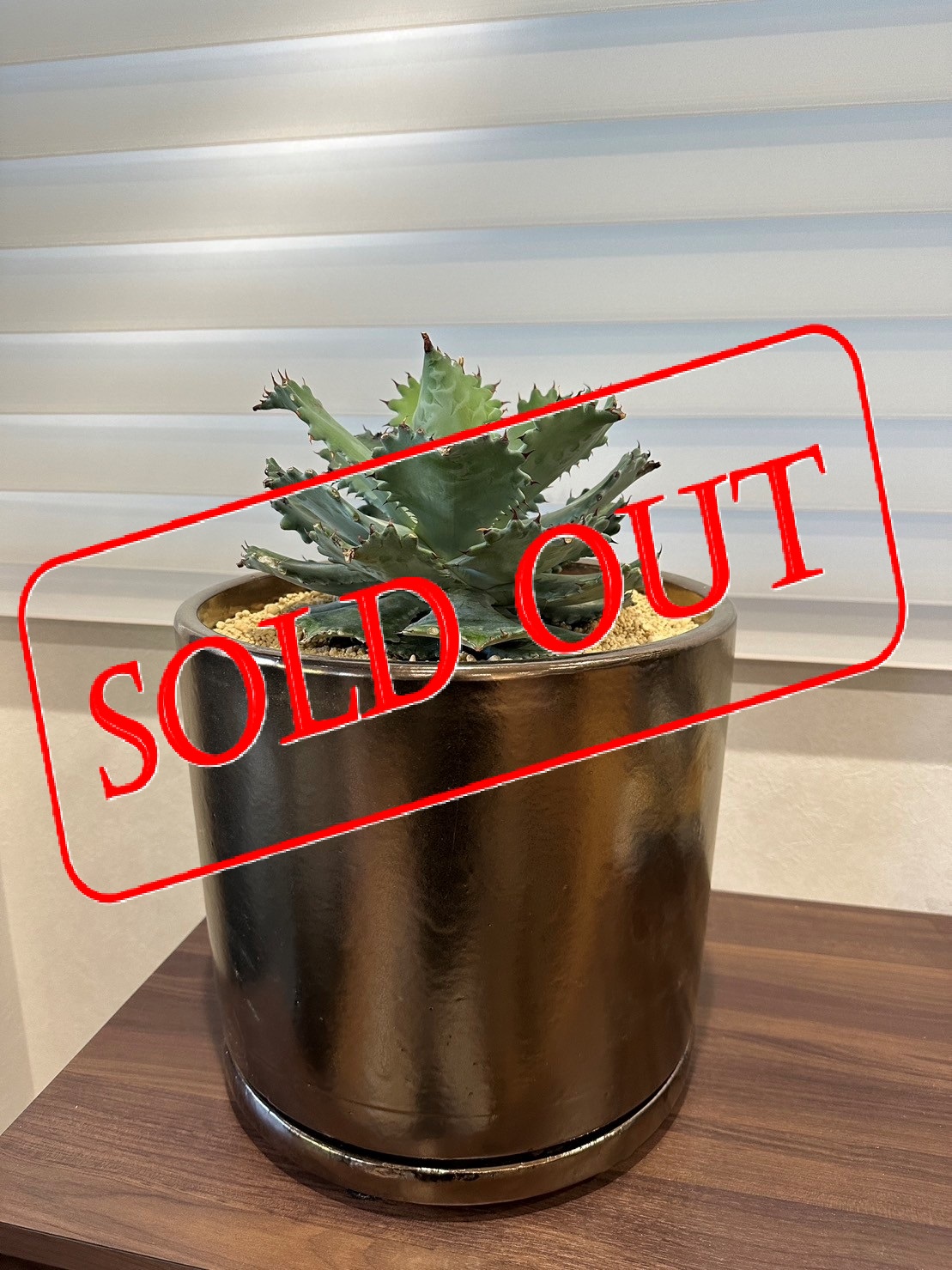 A-3 sold-out agavemix small