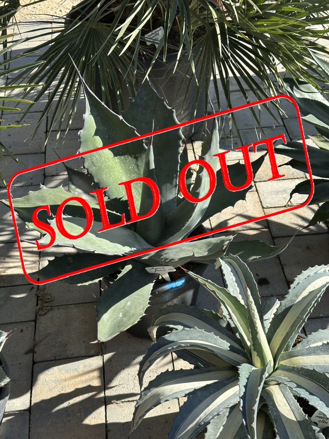 A-4sold-out agavemixH30-2