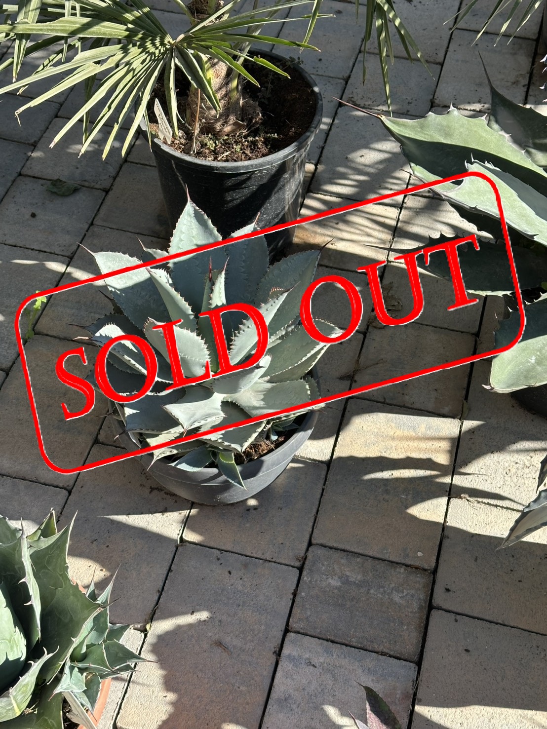 A-5sold-out agavemixH30-1
