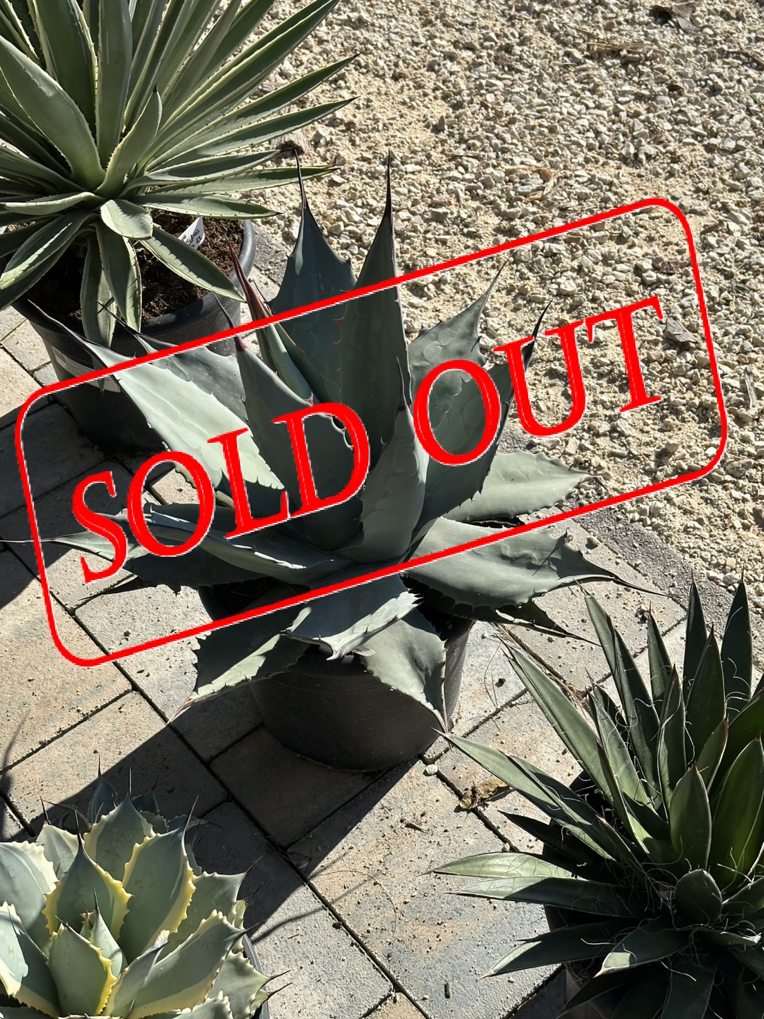 A-6sold-out agavemixH30-3