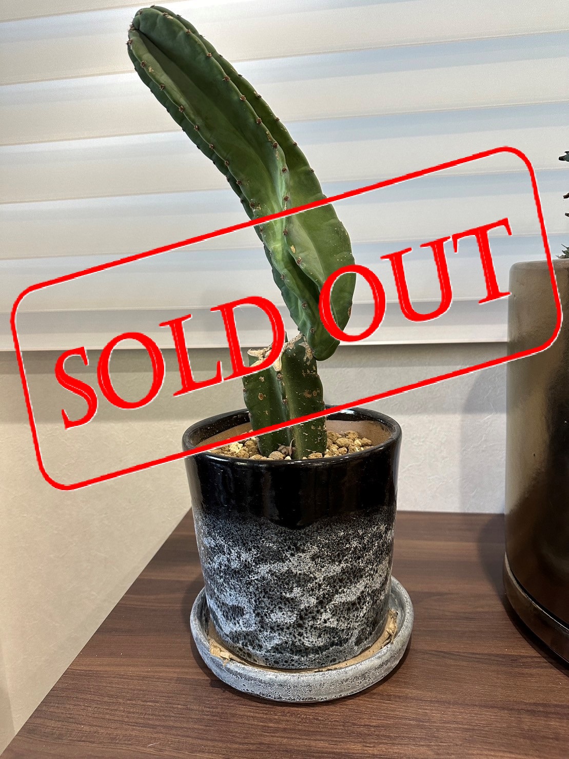 9-sold-out　