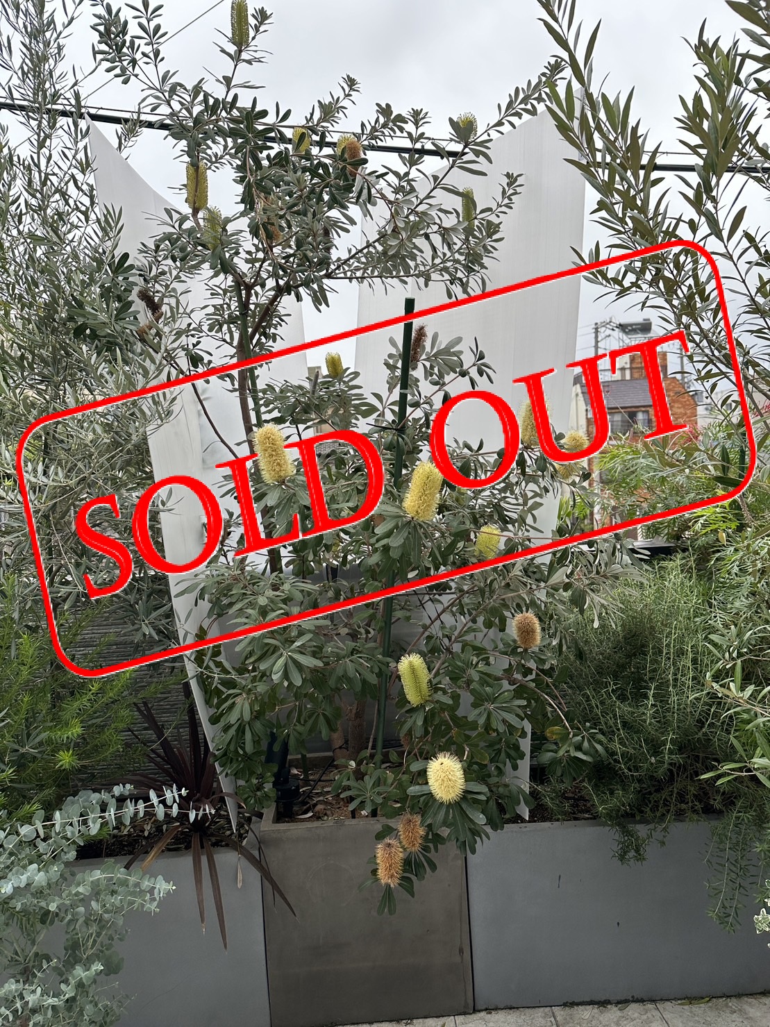 s-12　sold-out