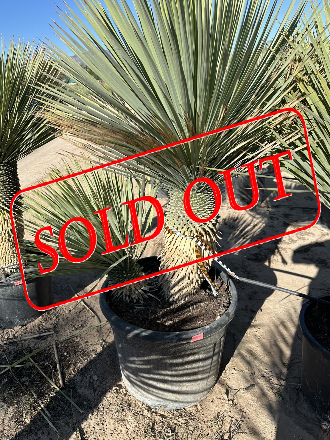 s-15 sold-out