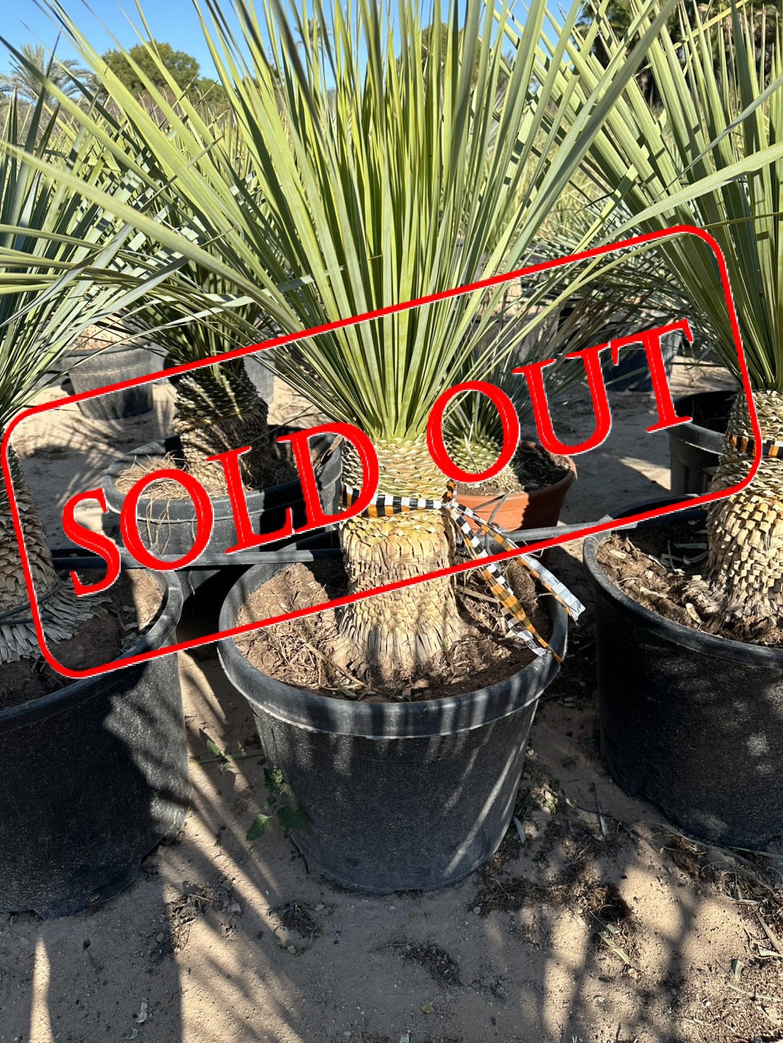 s-16 sold-out