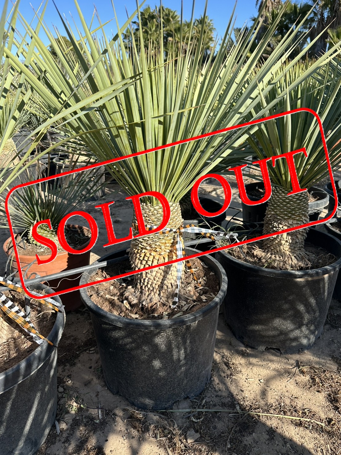 s-17 sold-out
