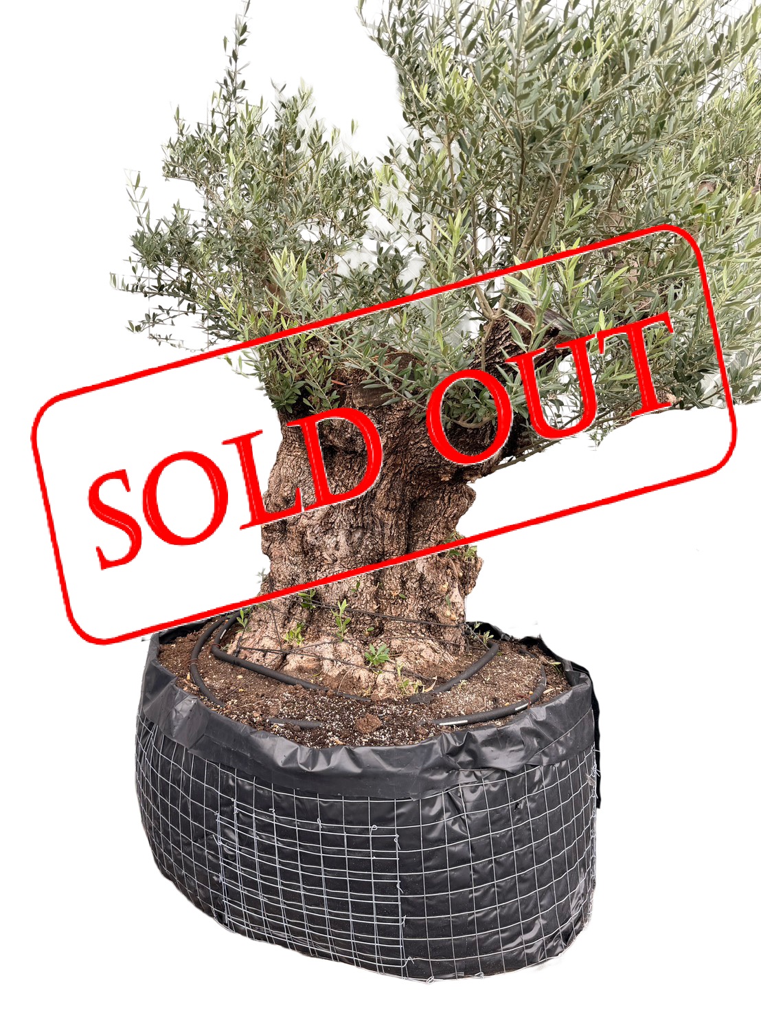 shuseiolive-B-600000-sold-out